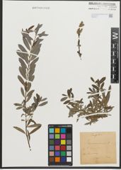 Foto von Salix purpurea L. x Salix repens L.